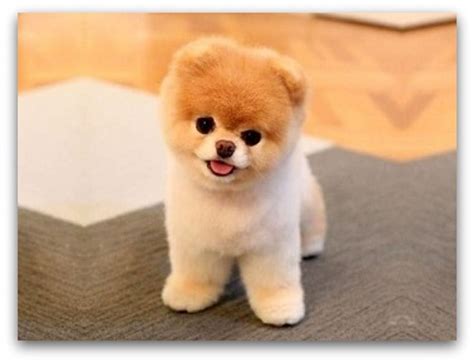 Top 10 Cutest Small Dog Breeds