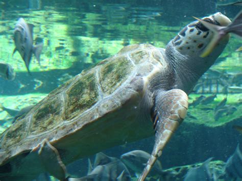 Public Domain Picture Photo By Angela Grider Loggerhead Sea Turtle