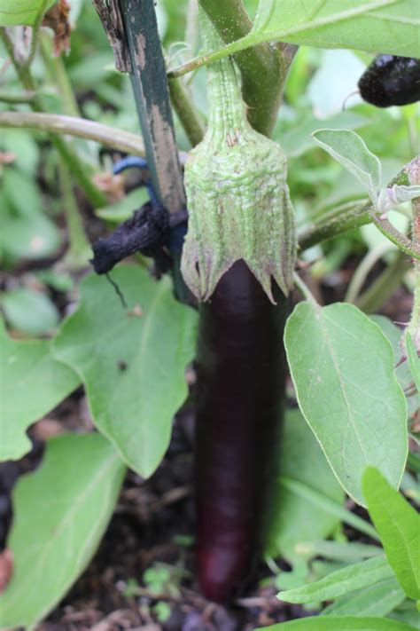 Lebanese Eggplant Local Seeds