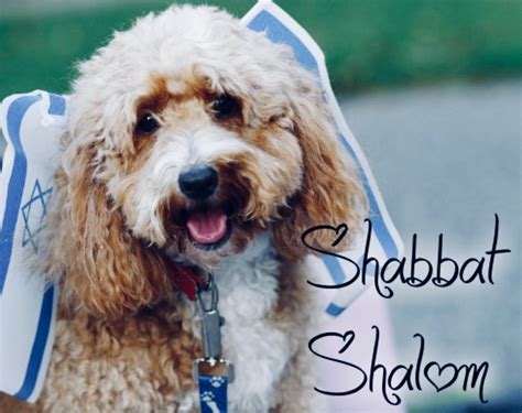 Cute Shabbat Shalom Pictures To Send To Your Bubbe On Tumblr