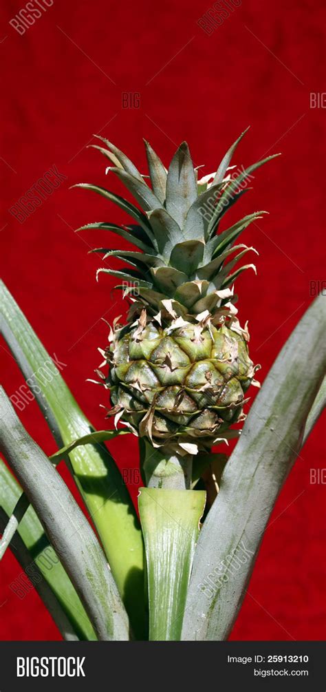 Bonsai Pineapple Aka Image And Photo Free Trial Bigstock