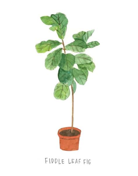 House Plant Drawing Easy Anyone Can Create Great Looking Diy Plant
