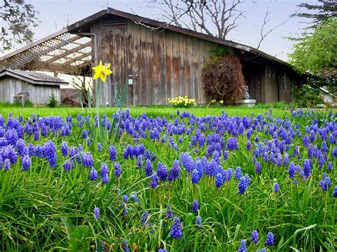 Lupine Spring Barn Photograph By Cindy Wright