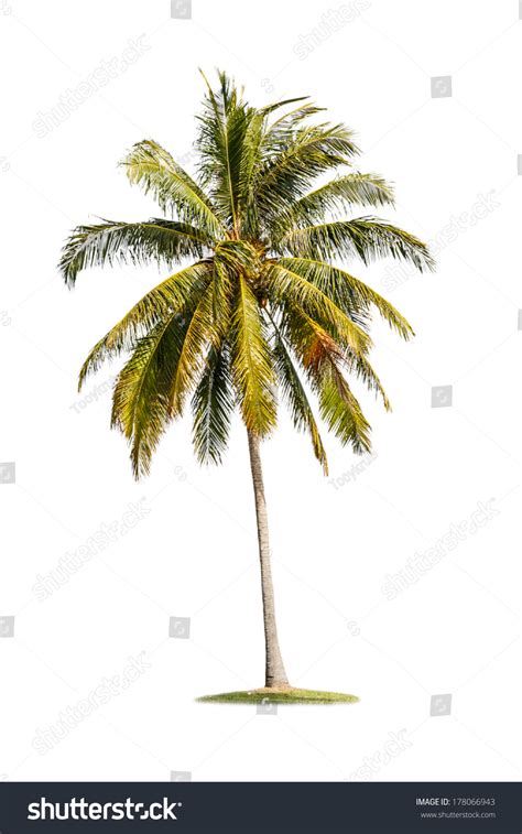 Single Coconut Tree Isolated On White Stock Foto 178066943 Shutterstock