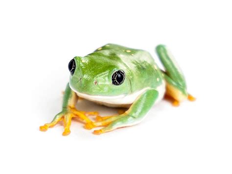 Mexican Leaf Frog Agalychnis Dacnicolor Captive Bred Cbp