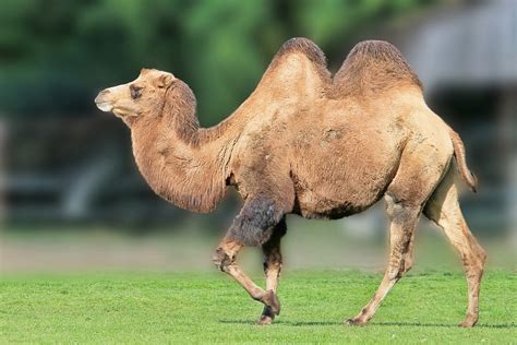 Fotos Gratis Césped Animal Fauna Silvestre Zoo Camello Pastar