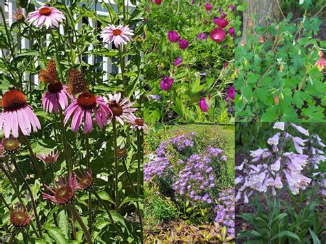 Native Plants How And Why They Help The Environment Growit Buildit