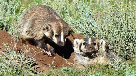 What You Need To Know About Badgers