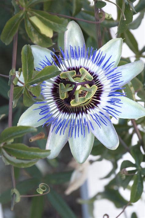 Blue Passion Vine Passiflora Caerulea Monrovia Plant