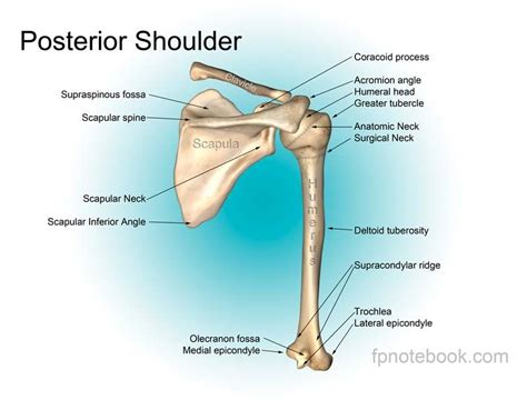 If deltoid is paralysed, rounded contour of the shoulder is lost and there is loss of power of abduction of arm from. orthoPosteriorBoneShoulder.jpg (800×608) | Shoulder muscle anatomy, Shoulder anatomy, Shoulder ...