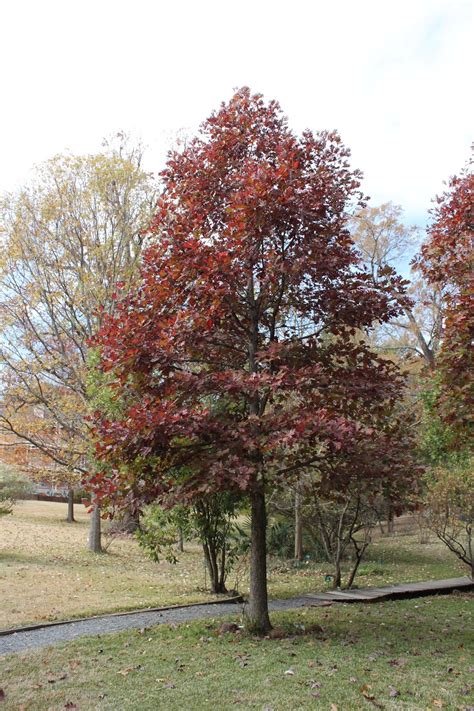 Centenary College Arboretum Tree Of The Week White Oak Quercus Alba