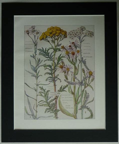Vintage Botanical Print British Wildflowers H Isabel Adams Etsy