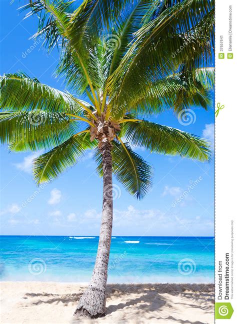 Coconut Palm Tree On The Sandy Beach In Hawaii Stock Image
