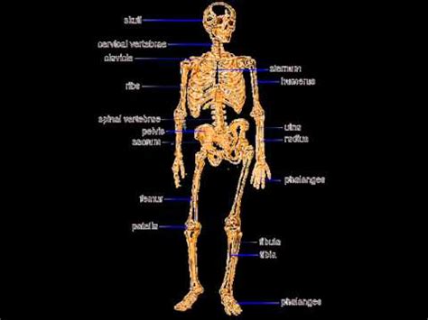 Hello, readers today we are going to publish 90 human body parts name in english and hindi and with pictures can help you to understand and remember the body pasts name. HUMAN BONES , HEALTH EDUCATION , INFECTION CONTROL (ICSP ...