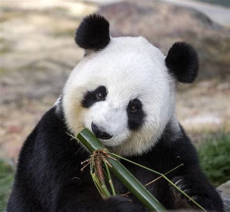 Adelaide Zoo Giant Panda Fu Ni Experiences Another Pseudo Pregnancy
