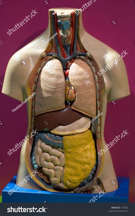 Human body and internal organs in loop rotation stock video. Model Human Body Showing Internal Organs Stock Photo 737265 - Shutterstock