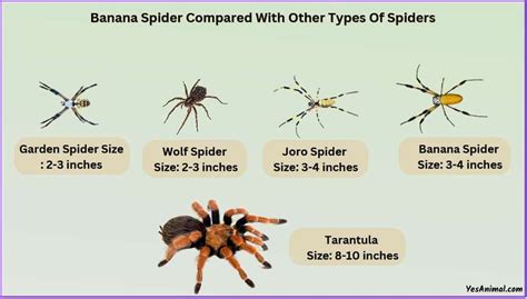 Banana Spider Size Explained And Compared To Other Spiders