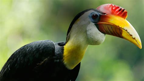 Jurong Bird Park Asias Largest Bird Paradise Wildlife Reserves