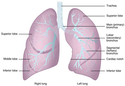 Lunge Anatomie Wissen Zu Aufbau Funktion And Krankheiten