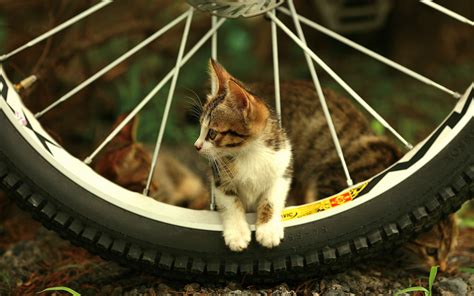 Amazing Beautiful Cute Kitten In Cycle Wheel Wallpaper