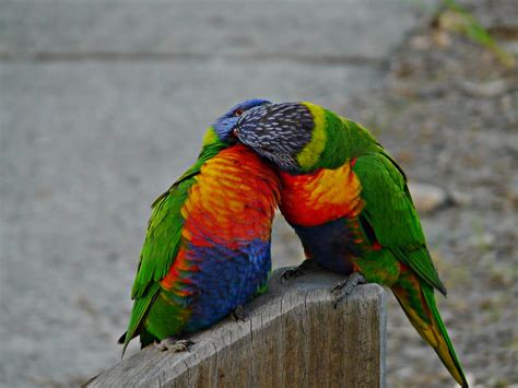 Australian Adventures Natural, Cultural information and photos!: Birds ...