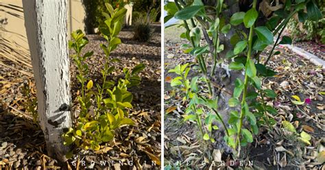 Identifying And Dealing With Citrus Suckers And Sprouts Growing In The Garden