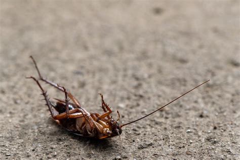 Four Creepy Crawlies Australians Will See More Of This Wet Summerand