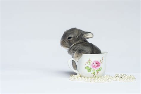 Cute Teacup Bunnies