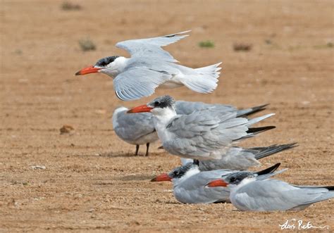 Caspian Tern Western Sahara Ii Bird Images From Foreign Trips
