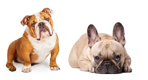 English bulldog vs american bulldog !! Is a French Bulldog English Bulldog Mix the Right Pet for You?