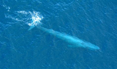 Filelarge Blue Whale Off Southern California Coast Photo D Ramey Logan