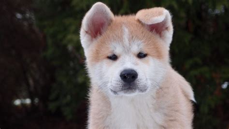 13 Fascinating Japanese Dog Breeds All Dogs Of Japan