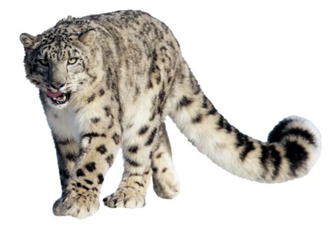 Free Snow Leopard Cliparts, Download Free Snow Leopard Cliparts png images, Free ClipArts on ...