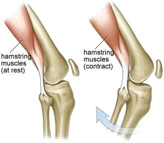 It's main function is flexion of the leg at the knee joint. My Knee Sores: Knee Anatomy