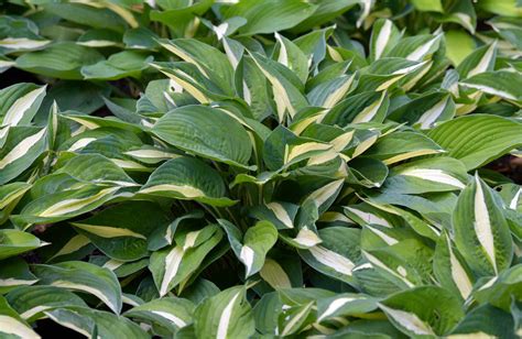 12 Outdoor Foliage Plants For Beauty Beyond Flowers