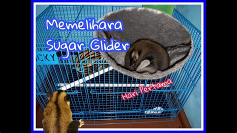 Begini Rasanya Memelihara Sugar Glider Hari Pertama Youtube