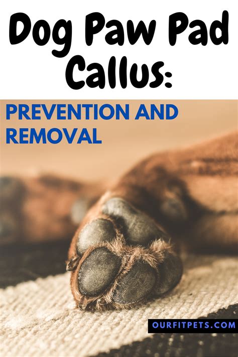 Dog Paw Pad Callus Prevention And Removal Our Fit Pets Dog Paw