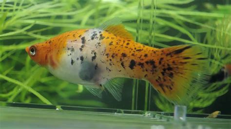 Swordtail Giving Birth Youtube