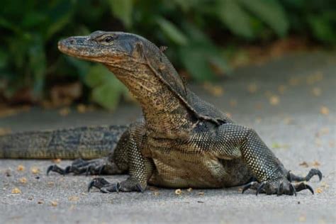 Monitor Lizard Varanus Indicus