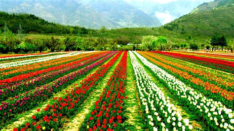 Top 10 Amazing Gardens In Kashmir Valley Kashmir Mughal Gardens