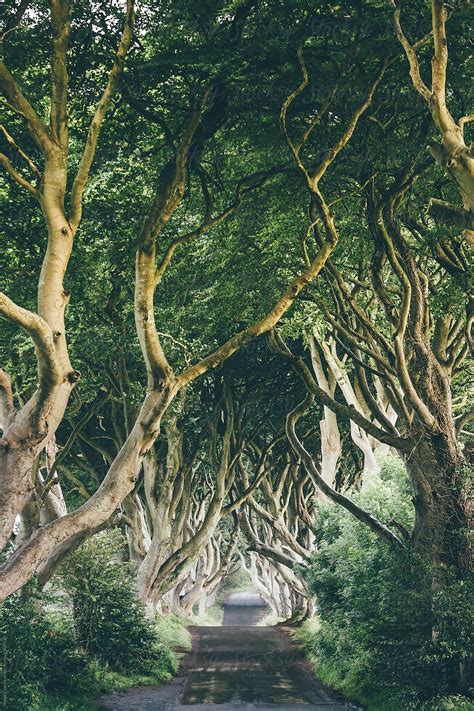 The Dark Hedges Northern Ireland A Tunnel Of Wrangled Beech Trees