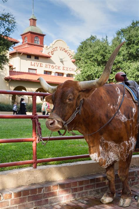 Top 20 Things To Do At The Fort Worth Stockyards In Fort Worth Texas