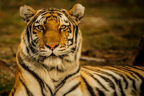 5 Cosas Que Seguro No Sabías De Los Tigres De Bengala