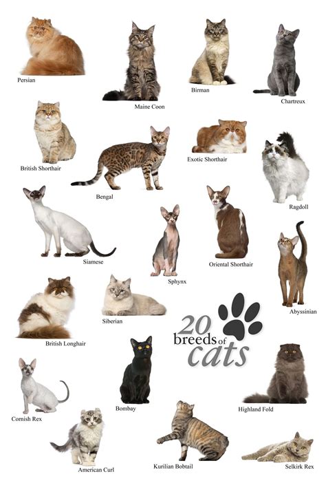 Common Types Of House Cats
