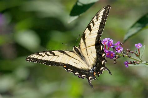Mariposa De Swallowtail Del Tigre Imagen De Archivo Imagen De Trazo