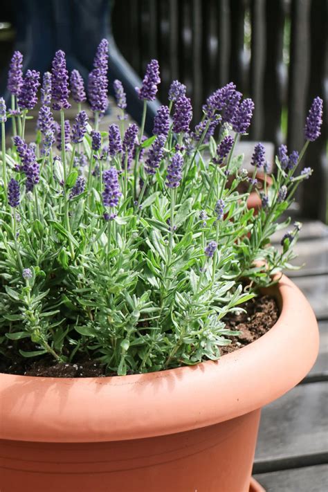 How To Grow Lavender In Pots Successfully