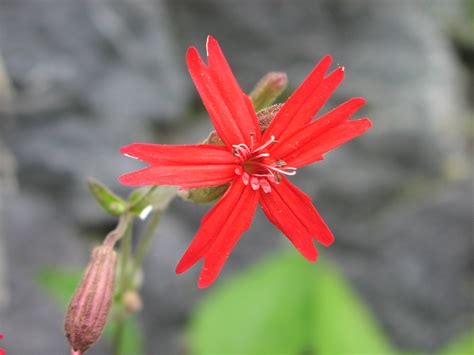 Wildflower Fire Pink Silene Virginica Youghiogheny River Trail