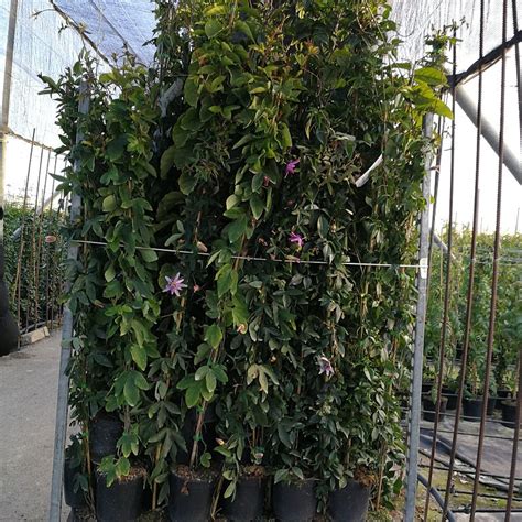 Passiflora X Decaisneana Passion Flower 3 Vines In A 15l Pot