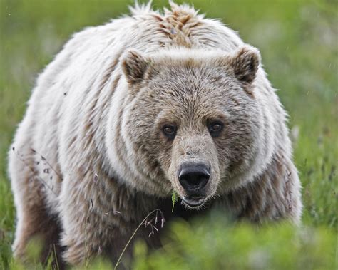 Wyoming Game And Fish Commission Approves Grizzly Bear Plan Wyoming