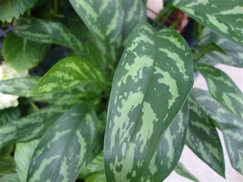 Photo Of The Leaves Of Chinese Evergreen Aglaonema Emerald Beauty